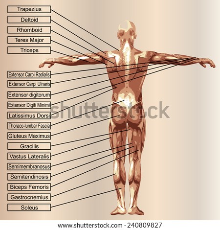 Concept or conceptual 3D human anatomy and muscle text on beige vintage background, metaphor to body, tendon, spine, fit, builder, strong, biological, skinless, shape, posture, health medical