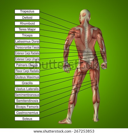 Concept conceptual 3D human anatomy and muscle text on green gradient background, metaphor to body, tendon, spine, fit, builder, strong, biological, skinless, shape, muscular, posture, health medical