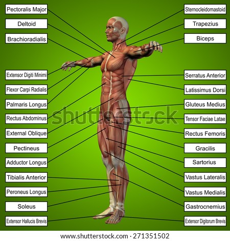 Concept conceptual 3D human anatomy and muscle text on green gradient background, metaphor to body, tendon, spine, fit, builder, strong, biological, skinless, shape, muscular, posture, health medical