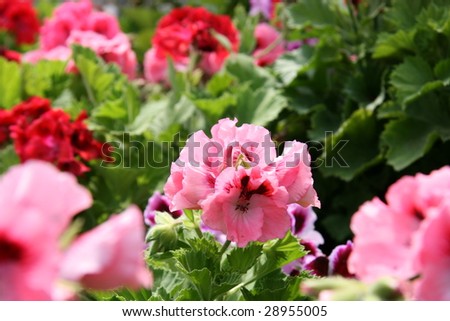 beautiful pink and red flowers, ideal for natural,health or season designs.