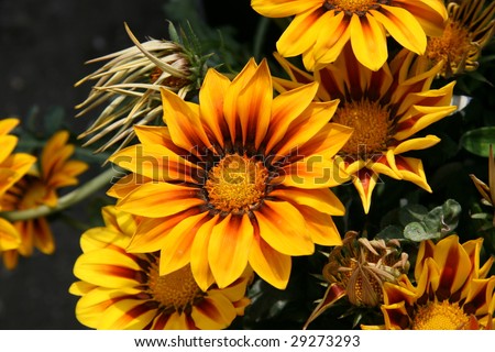 beautiful yellow and orange flowers, ideal for natural,health or season designs.