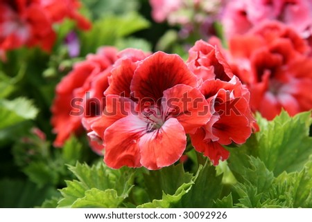 beautiful pink and red flowers, ideal for natural,health or season designs.