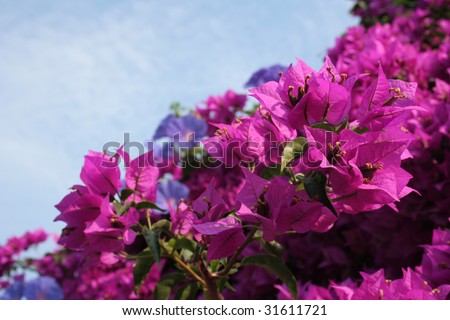 beautiful pink and violet flowers over a blue sky, ideal for natural,health or season designs.