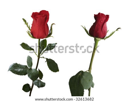 Red Rose Flower Background. isolated red rose flowers