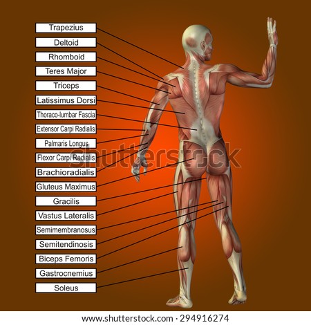 Conceptual 3D male, human anatomy, a man with muscles and text on orange gradient background for body, tendon, spine, fit, builder, strong, biological, skinless, shape, muscular posture health medical
