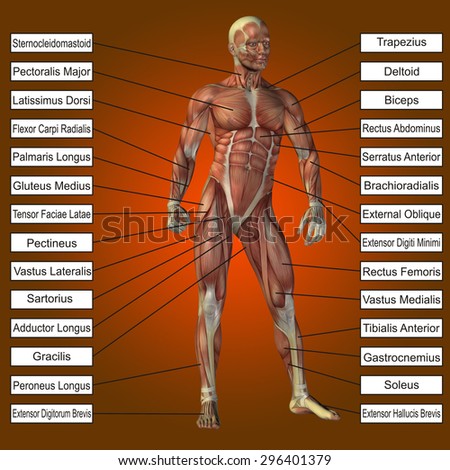 Conceptual 3D male or human anatomy, a man with muscles and text on orange gradient background for body, tendon, spine, fit, builder, strong, biological, skinless shape muscular posture health medical