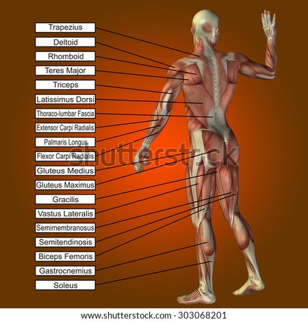 Conceptual 3D male or human anatomy, a man with muscles and text on orange gradient background metaphor to body, tendon, spine, fit, builder, strong, biological, skinless, shape posture health medical