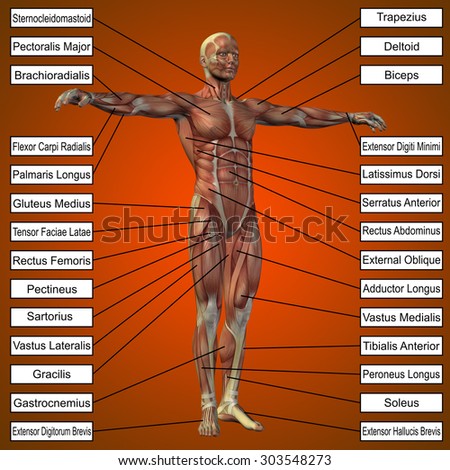 Conceptual 3D male or human anatomy, a man with muscles and text on orange gradient background for body, tendon, spine, fit, builder, strong, biological, skinless, shape, posture, health medical