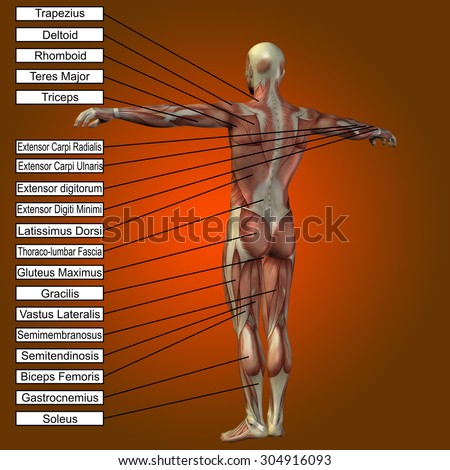 Conceptual 3D male or human anatomy, a man with muscles and text on orange gradient background metaphor to body, tendon, spine, fit, builder, strong, biological, skinless, shape posture health medical