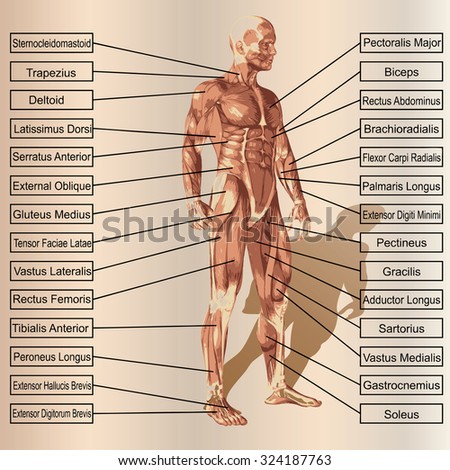 Conceptual 3D male or human anatomy, a man with muscles and text on beige vintage background metaphor to body, tendon, spine, fit, builder, strong, biological, skinless, shape, posture, health medical