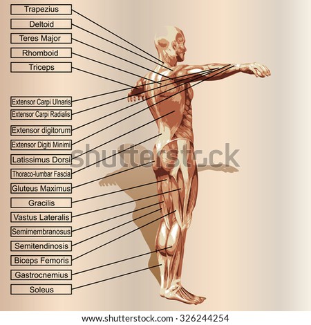 Conceptual 3D male or human anatomy, a man with muscles and text on beige vintage background metaphor to body, tendon, spine, fit, builder, strong, biological, skinless, shape, posture, health medical