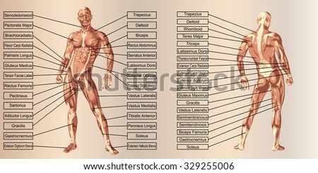 Concept 3D human man anatomy and muscle for sport and text on beige vintage backgroundor metaphor to body, tendon, spine, fit, builder, strong, biological, skinless, shape, posture, health medical
