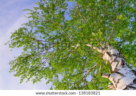lush foliage of summer birch. Nature backgrounds