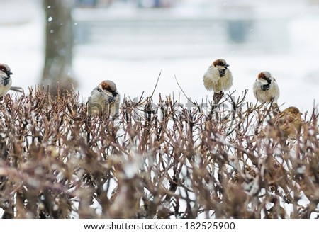 shelter of small defenceless sparrow birds family. Wildlife scene