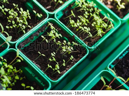small tomato seedling. new green seedlings in box