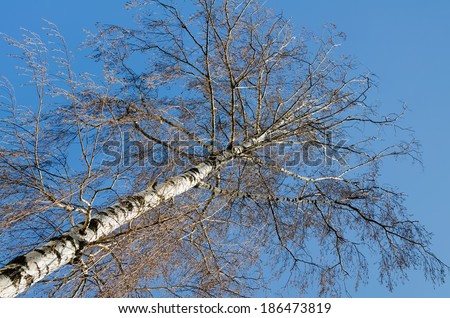 naked birch tree in a spring. unusual angle view