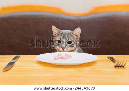 young cat sitting and looking to food of kitchen plate. focus on cat