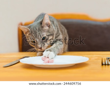 young cat eating food from kitchen plate. focus on cat