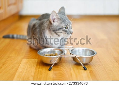 young cat after eating food from a plate