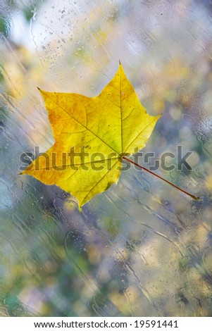 autumn leaf on a wet transparent window