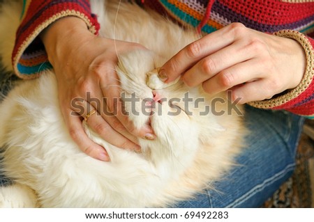 Treatment of cat. The veterinary surgeon wipes eyes to a cat