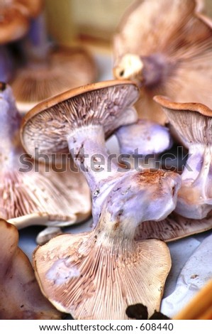 Edible mushrooms with blue feet sold at the market