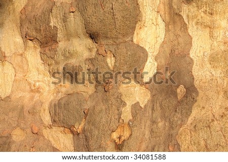 Bark of sycamore - texture