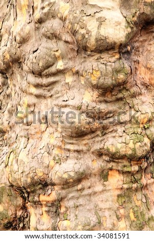 Bark of sycamore - texture