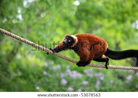 [Obrazek: stock-photo-red-lemur-wari-in-the-jungle...078563.jpg]