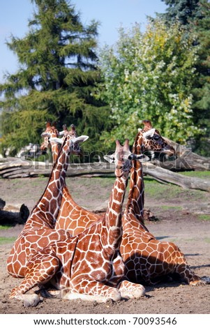 Giraffes family like a four-headed dragon
