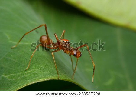 male ant spider on green leaf. Kerengga ant-like jumper.