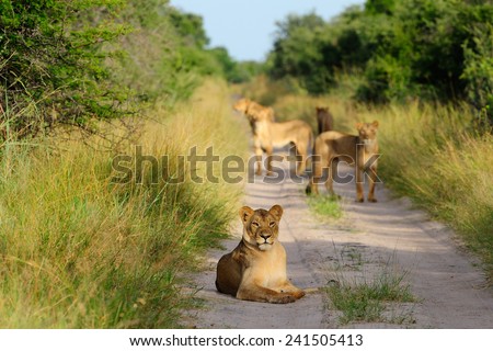 Pride of lions on the road