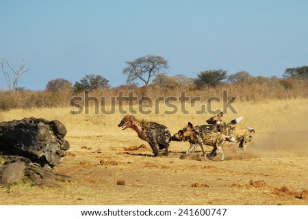 Spotted hyenas and wild dogs fight