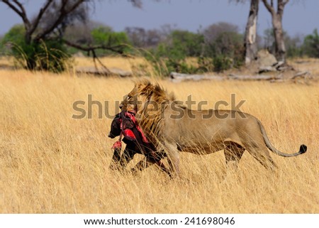 Male lion carrying a baby elephant carcass