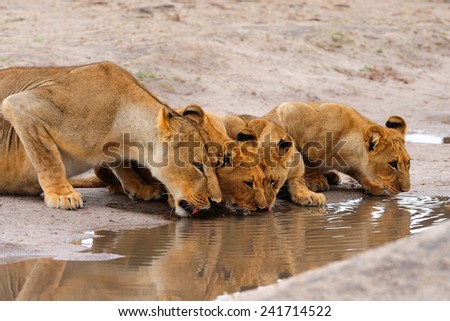 Lioness and cubs drinking