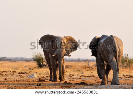 Elephant bulls face to face