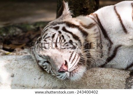White tiger sleep close up