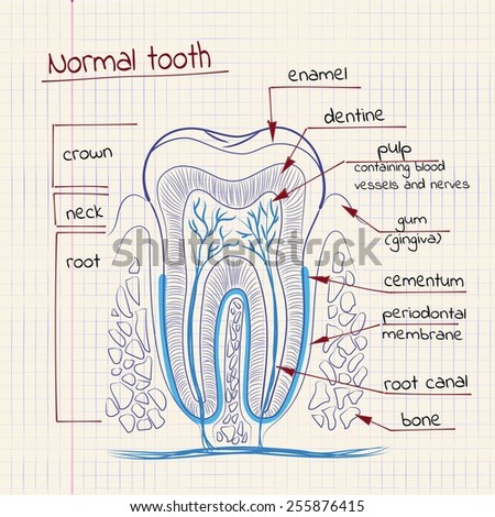 vector illustration of tooth structure in the school notebook vector illustration of tooth structure in the school notebook