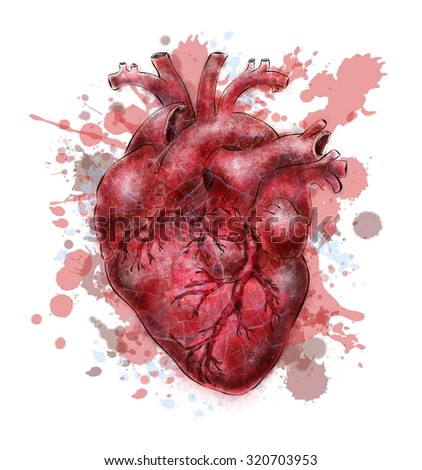 Vector Drawing Of A Human Heart - 320703953 : Shutterstock