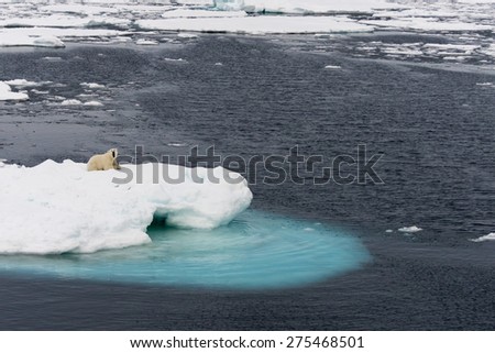 Polar bear lying on ice floe floating in the middle of the pack. Spitsbergen.