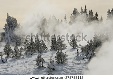 Geysers teaming in a snow-covered conifer forest. Yellowstone National Park.