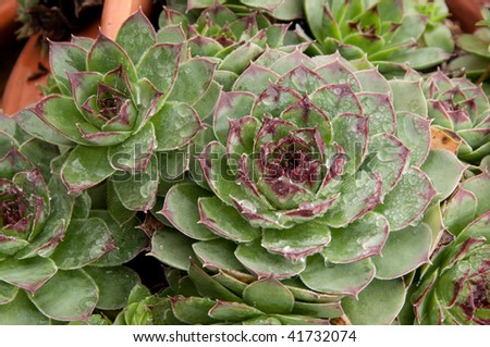 Dew drops on Hen and Chicks plant
