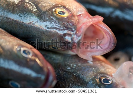 Dc Fish Market
