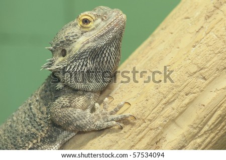 Bearded Dragon on log at the Reston Zoo