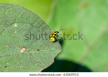 Single bug alone on a leaf