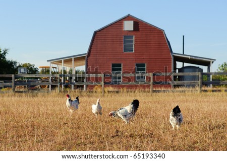 Chickens in Texas Field