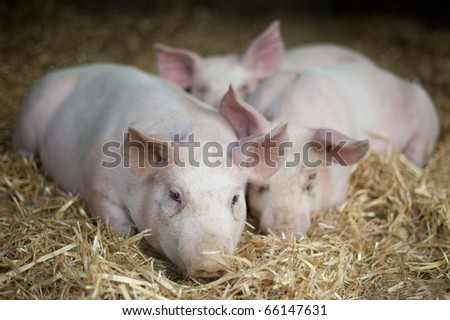 Piglets laying in straw