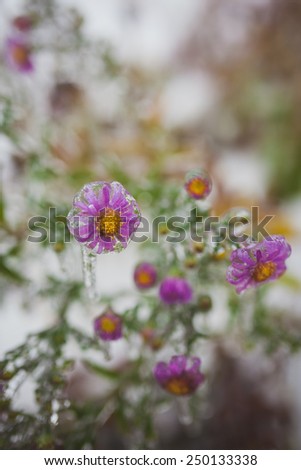 flowers in ice
