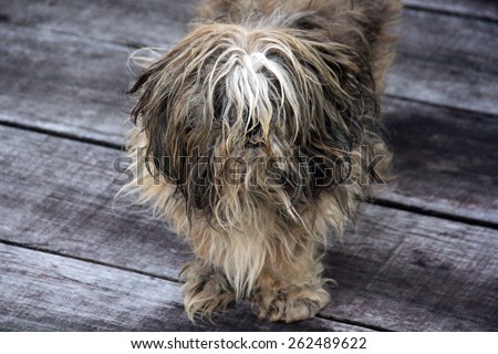 Extremely Hairy and Dirty Little Dog Stands at Dark Wooden Floor