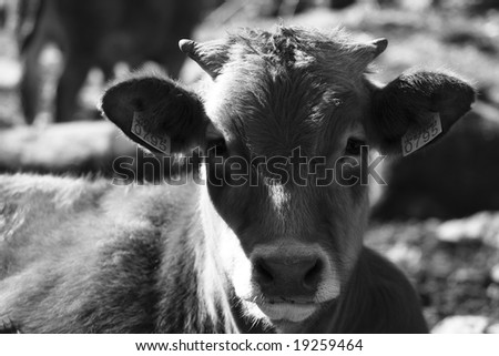 Close-up of a cow. alone. assurance